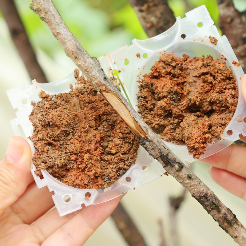 Strumenti per innesto a sfera  - Plant Parents recensione e prezzo