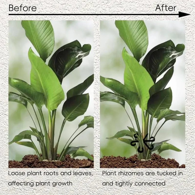 Supporti per foglie di Alocasi - Variegated Monstera Node recensione e prezzo