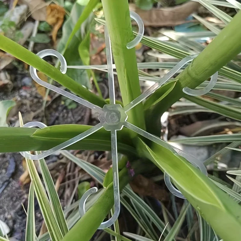 4 Pezzi Clip di Supporto per P - Variegated Monstera Node recensione e prezzo