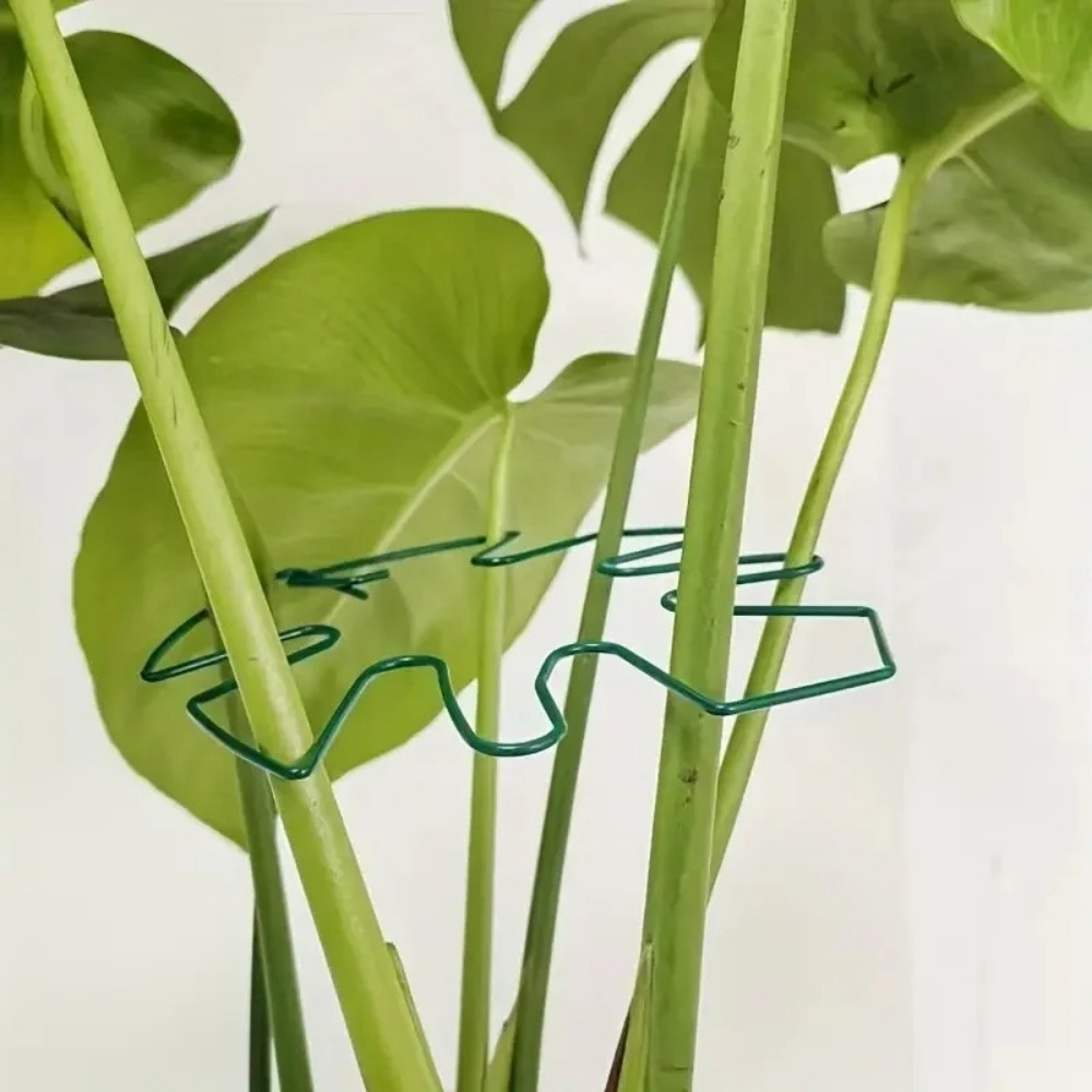 Supporto per Piante da Interno - Variegated Monstera Node recensione e prezzo