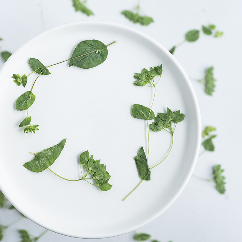 60 Pezzi di Erba con Orecchie  - Plant Parent Sticker recensione e prezzo