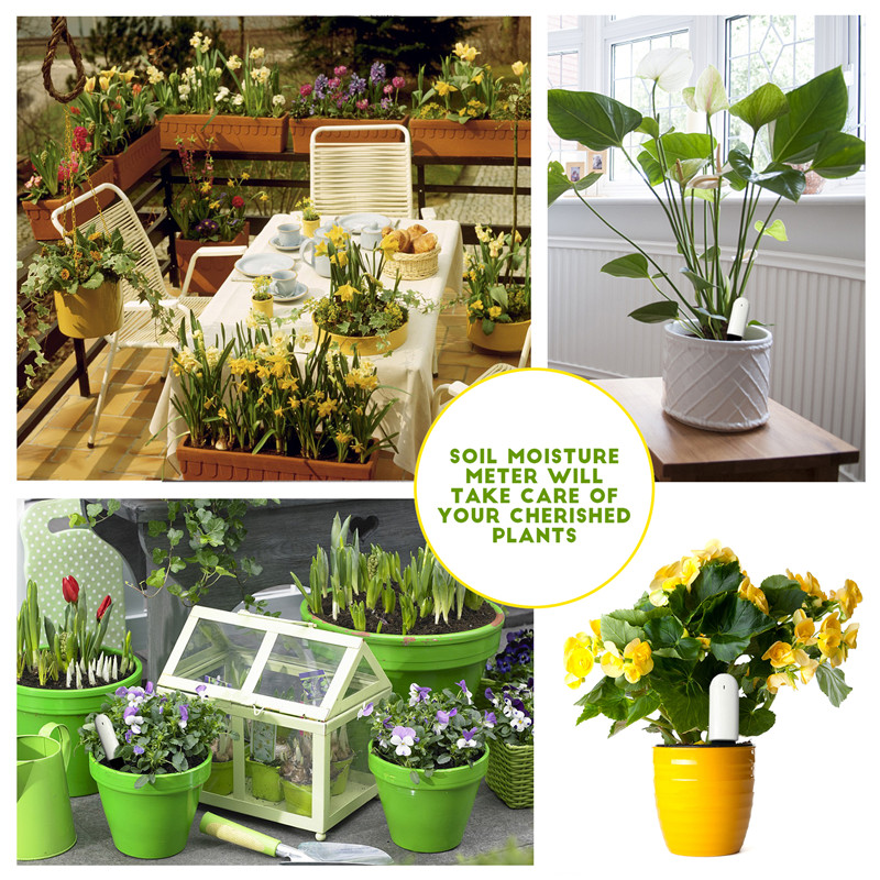 HHCC Xiaomi Flower Care Smart  - Plant Parent App recensione e prezzo